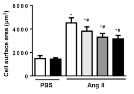 Quantitative results of the cell surface area of cardiomyocytes.jpg